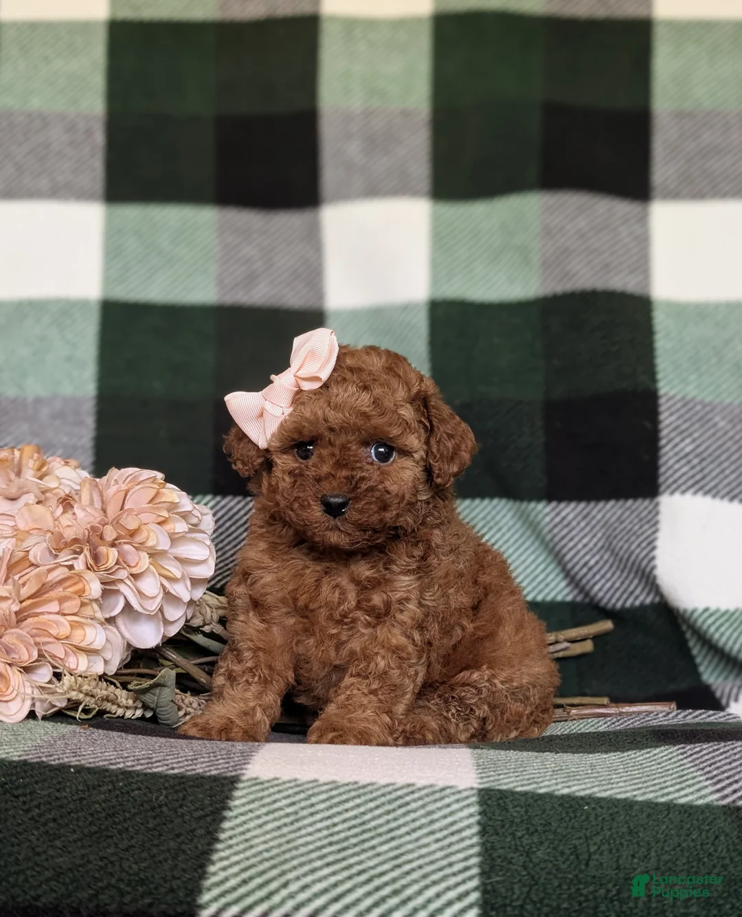 Toy Poodle dogs for sale: Margot 9 lbs Full Grown - Ad 1