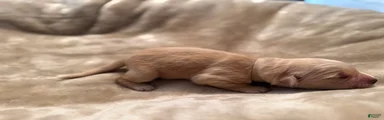 Golden Retriever 12