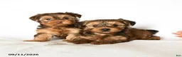 Yorkshire Terrier dogs for sale: Pretzel - Ad 5