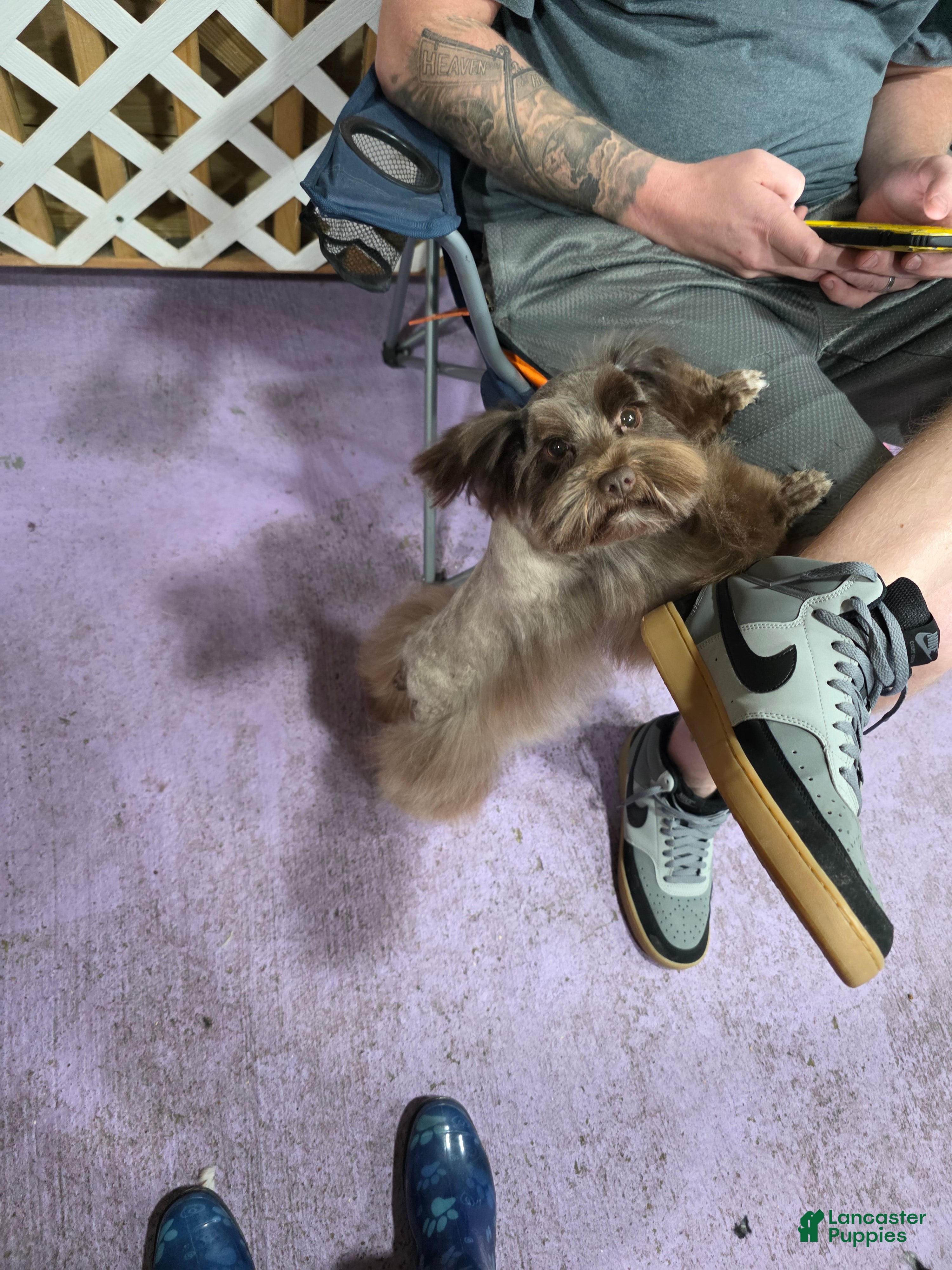 Miniature Schnauzer dogs Baby - Ad 2