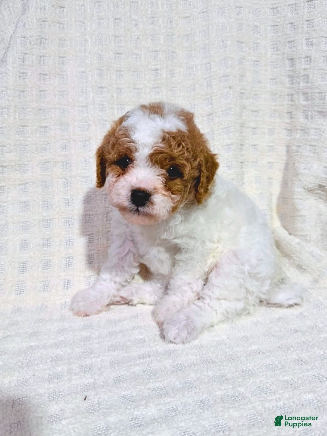 Cavapoo dogs for sale: Sugar - Ad 2