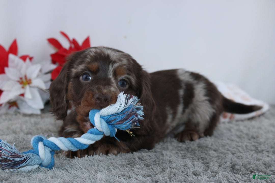 Miniature Dachshund dogs for sale: Jordan - Ad 5