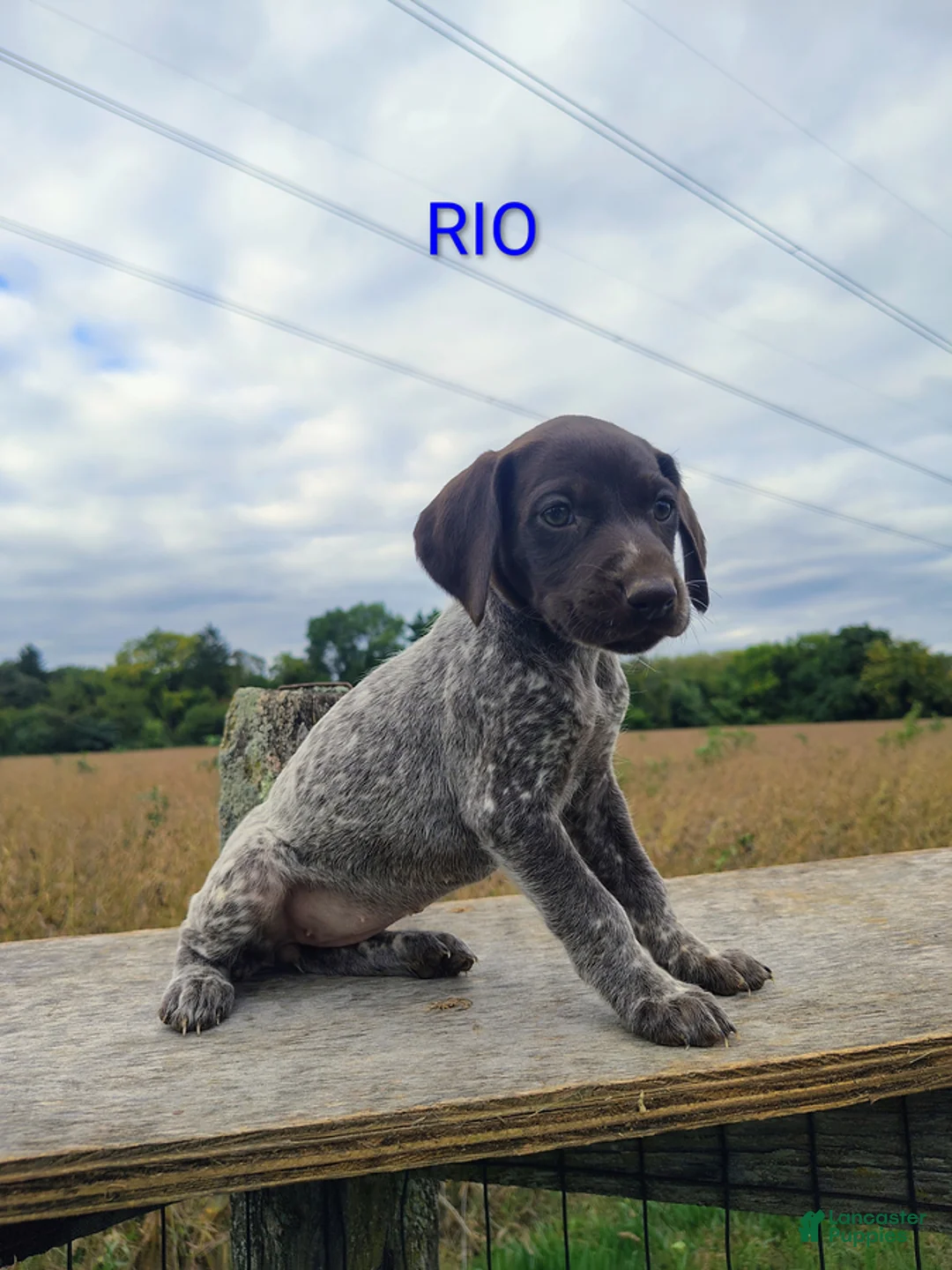 German Shorthaired Pointer dogs for sale: Rio - Ad 1