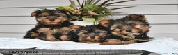 Yorkshire Terrier dogs for sale: Tiny - Ad 5