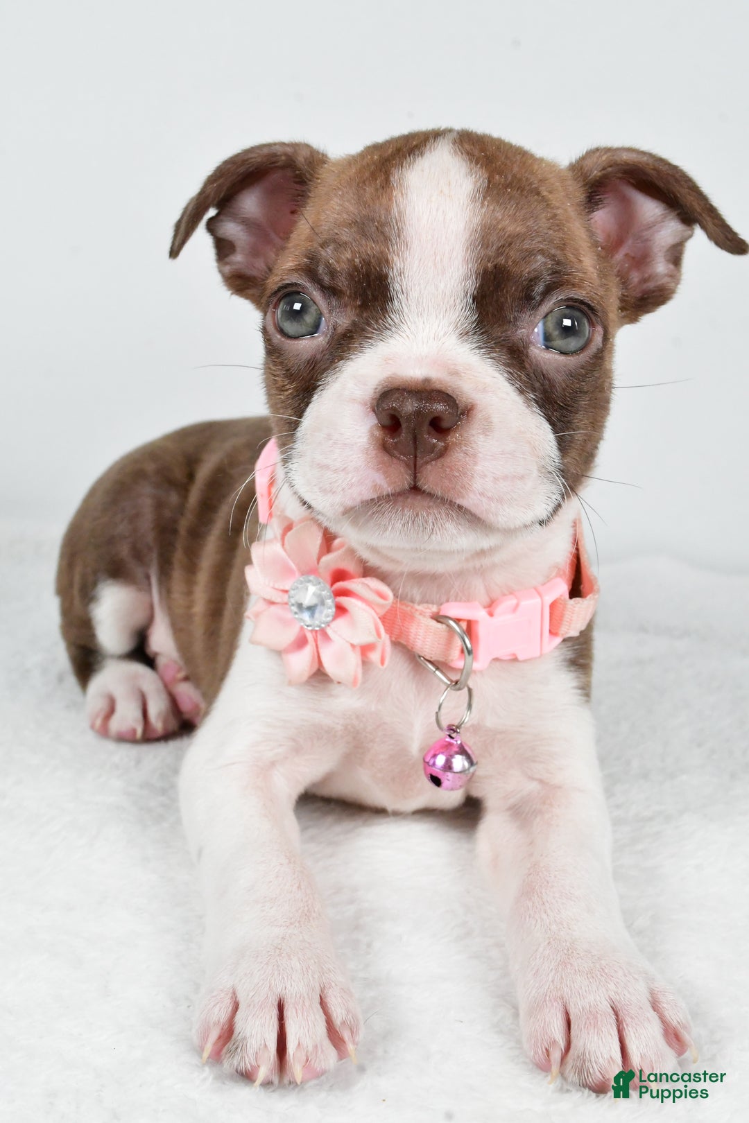 Boston Terrier dogs for sale: Yolanda - Ad 3