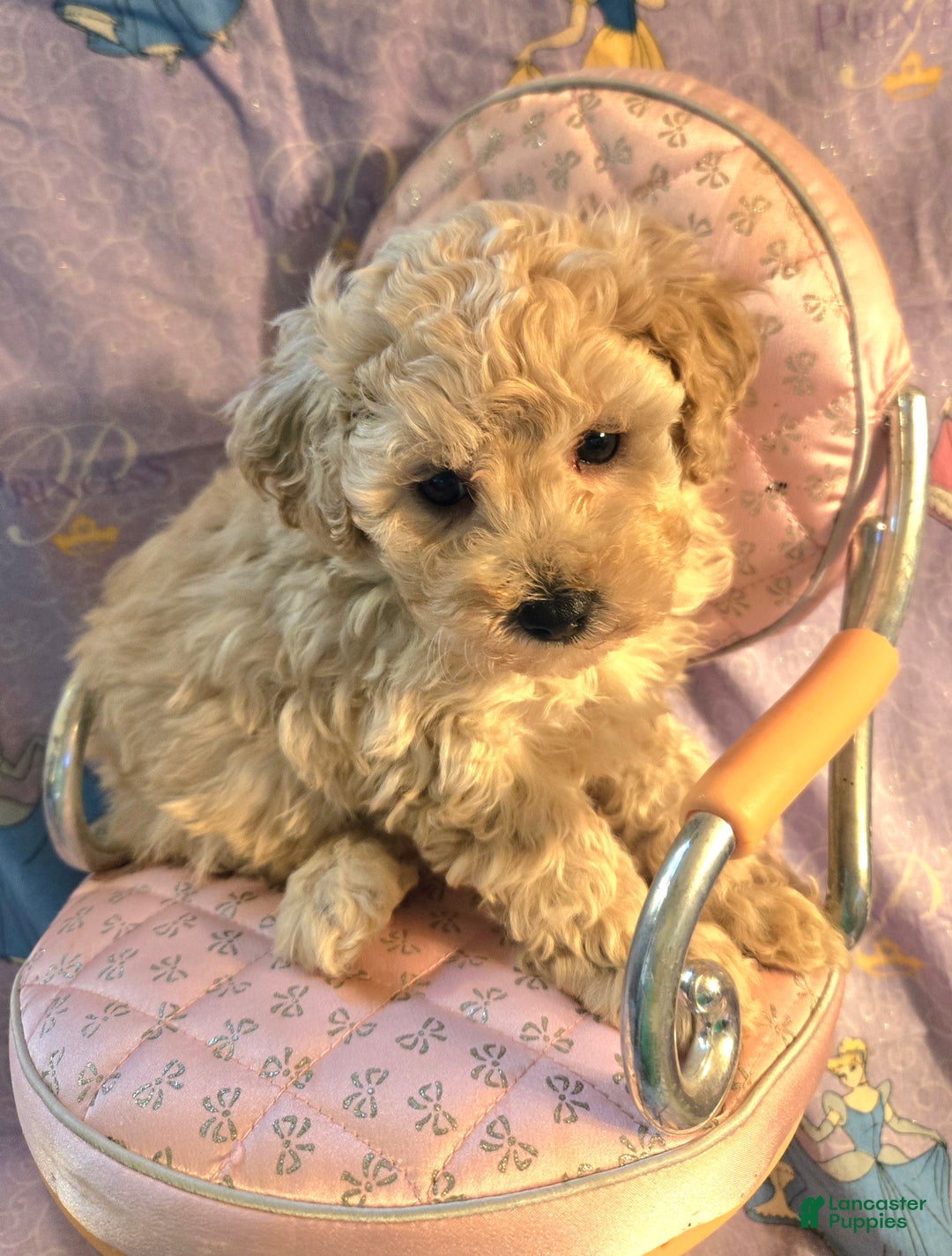 Gallery Image {{count}}