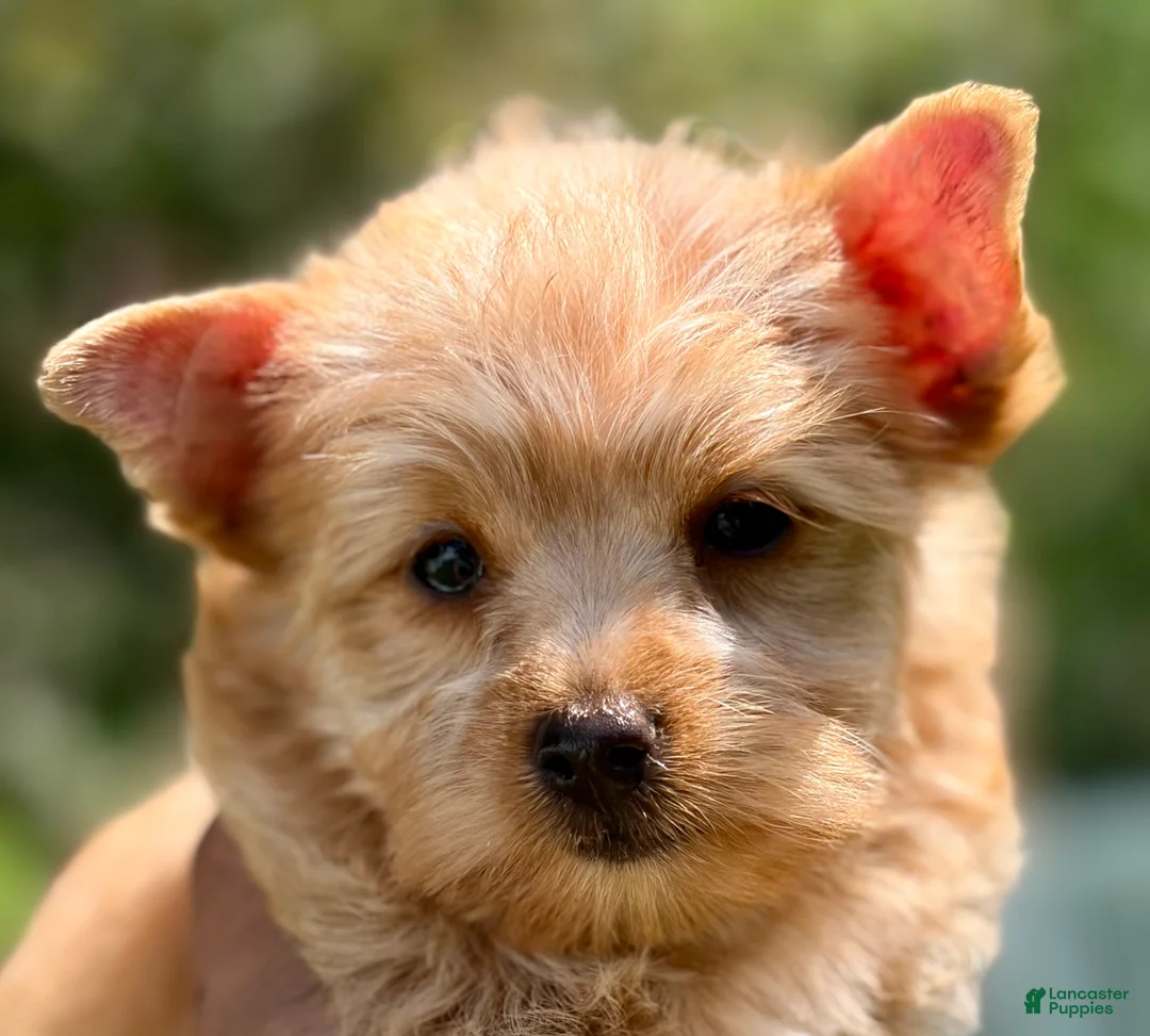 Yorkshire Terrier dogs for sale: Mia - Ad 2