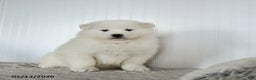 Samoyed dogs for sale: Precious - Ad 4