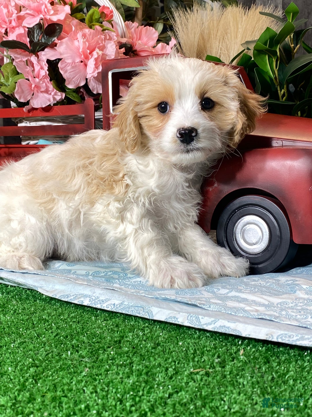 Cavapoochon dogs for sale: Viper  - Ad 1