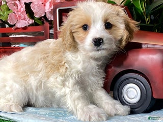 Cavapoochon dogs Viper - Ad 28