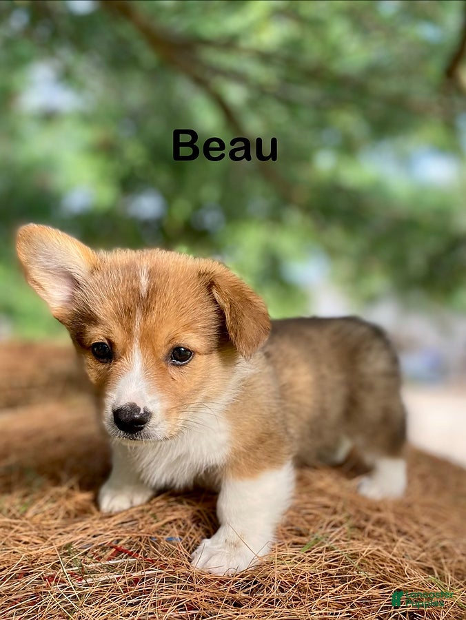 Welsh Corgi Pembroke dogs for sale: Beau - Ad 4