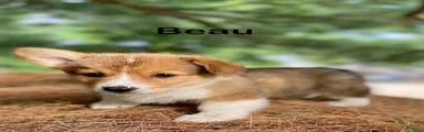 Beau