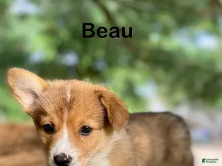 Welsh Corgi Pembroke dogs Beau - Ad 4