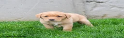 Labrador Retriever dogs for sale: Eliza  - Ad 1