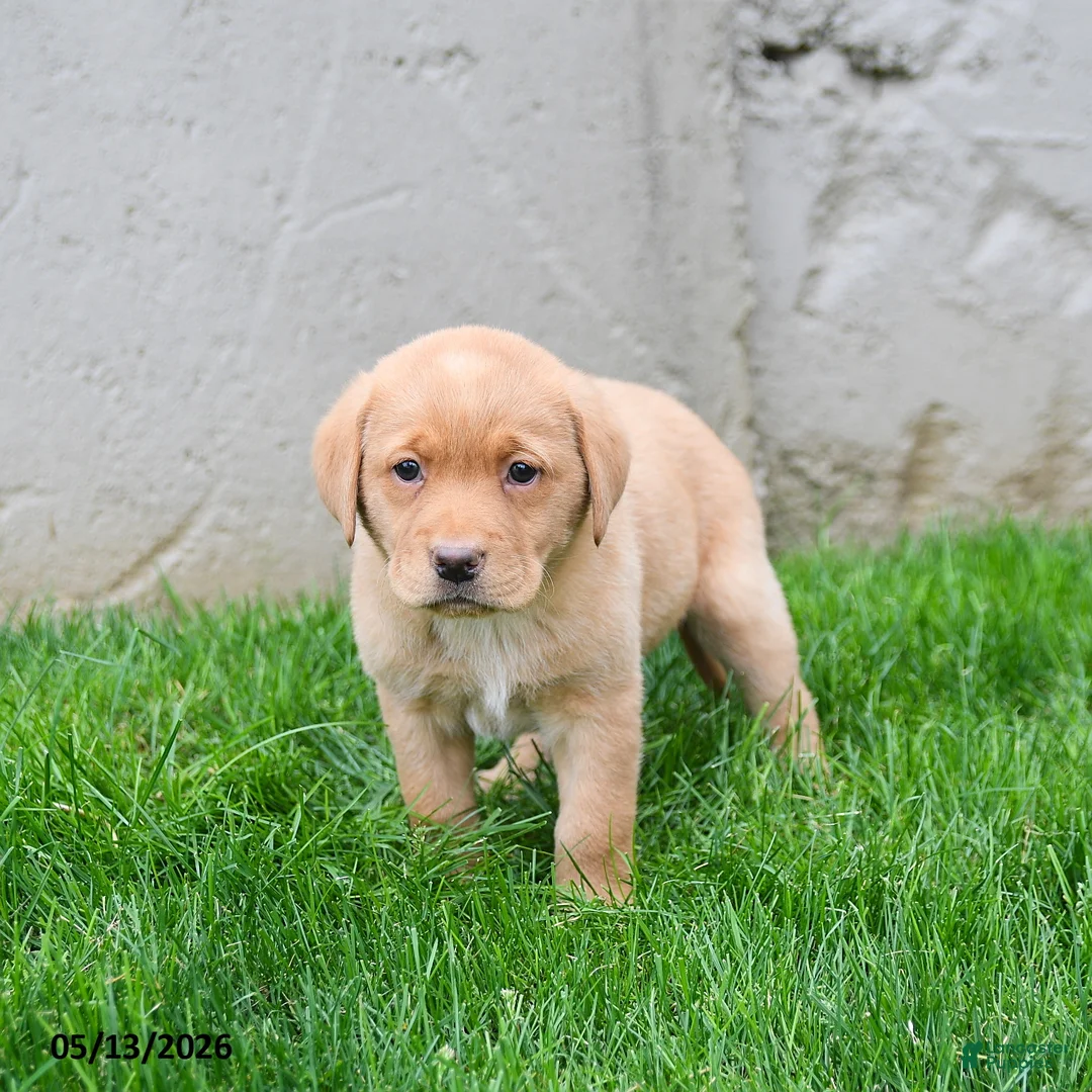 Labrador Retriever dogs for sale: Eliza  - Ad 1