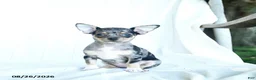 Chihuahua dogs for sale: Rainbow - Ad 1