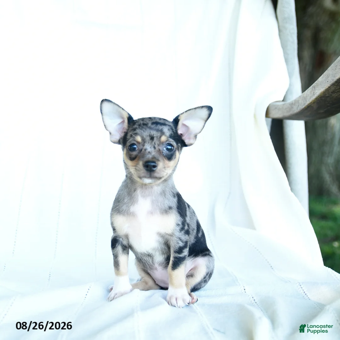 Chihuahua dogs for sale: Rainbow - Ad 1