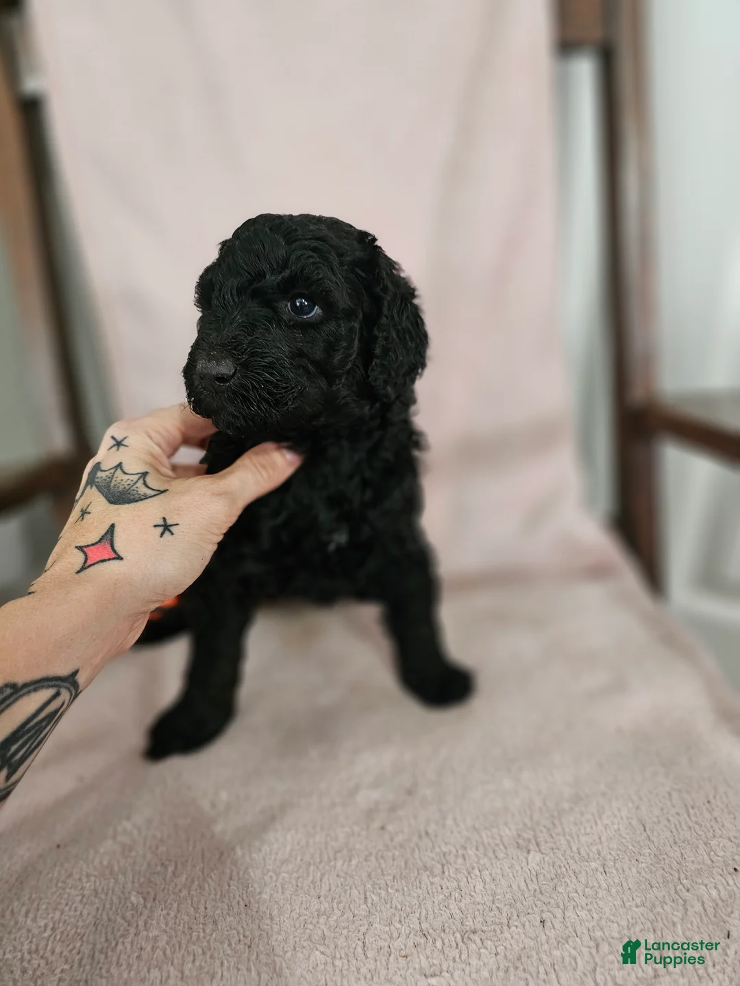 Standard Poodle dogs for sale: Ember - Ad 2
