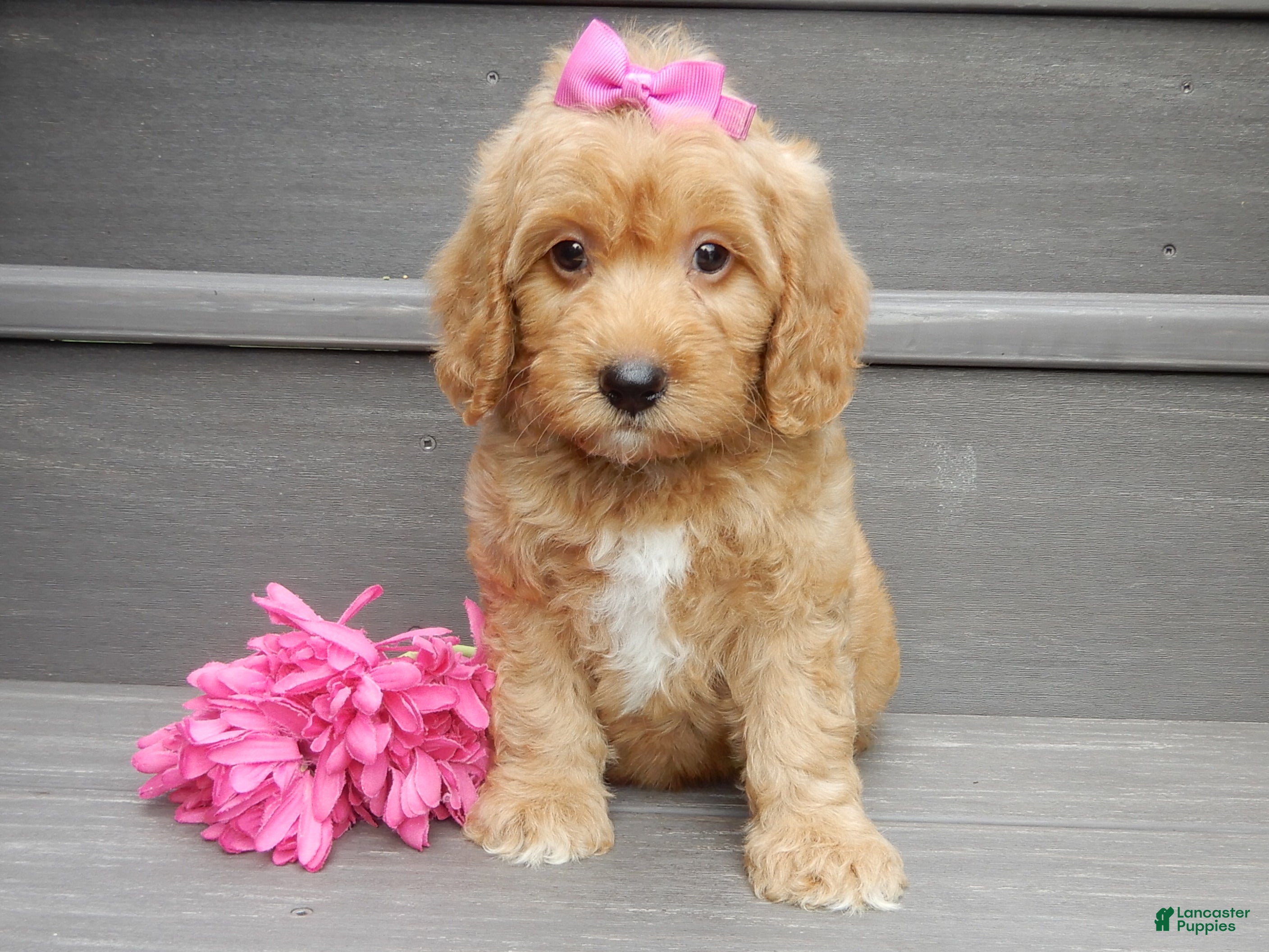 Mini Goldendoodle dogs Indy - Ad 1