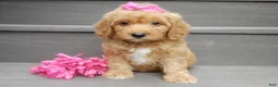 Mini Goldendoodle dogs for sale: Indy - Ad 1