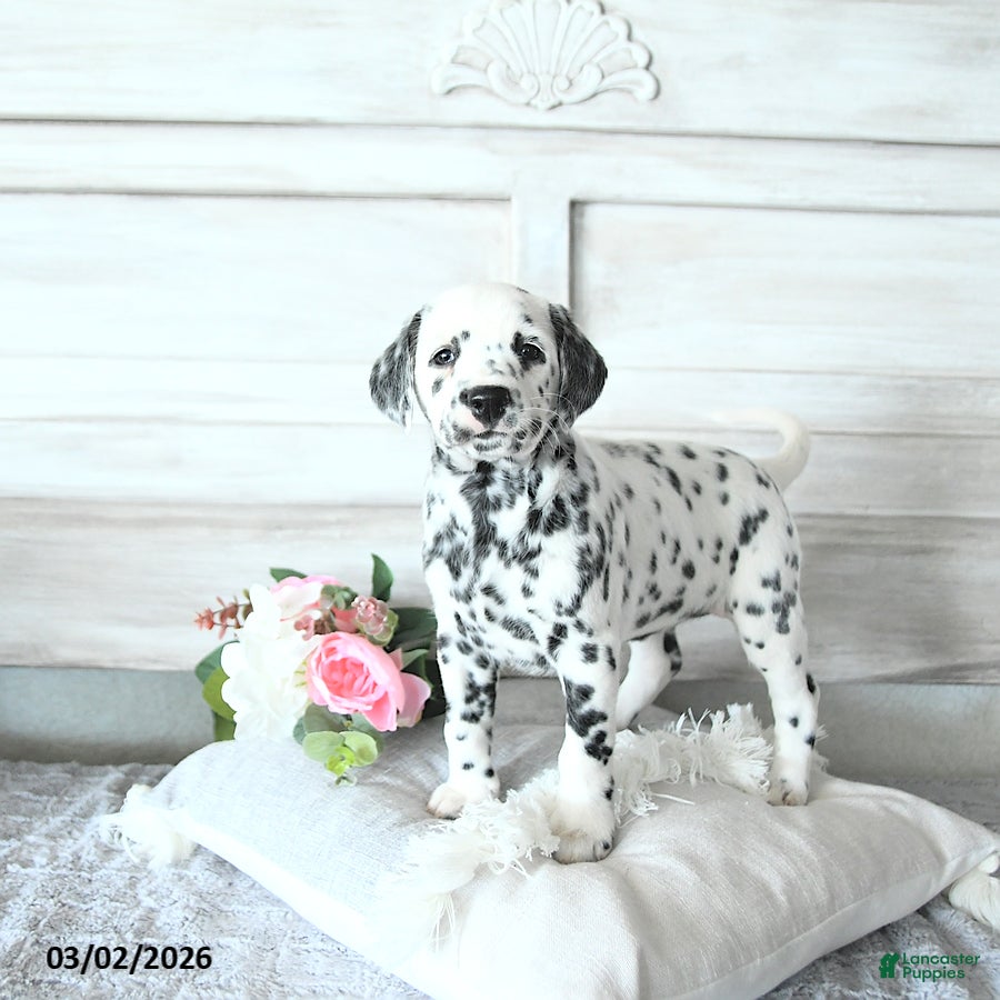 Dalmatian dogs Skye - Ad 1