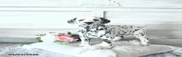 Dalmatian dogs for sale: Skye - Ad 1