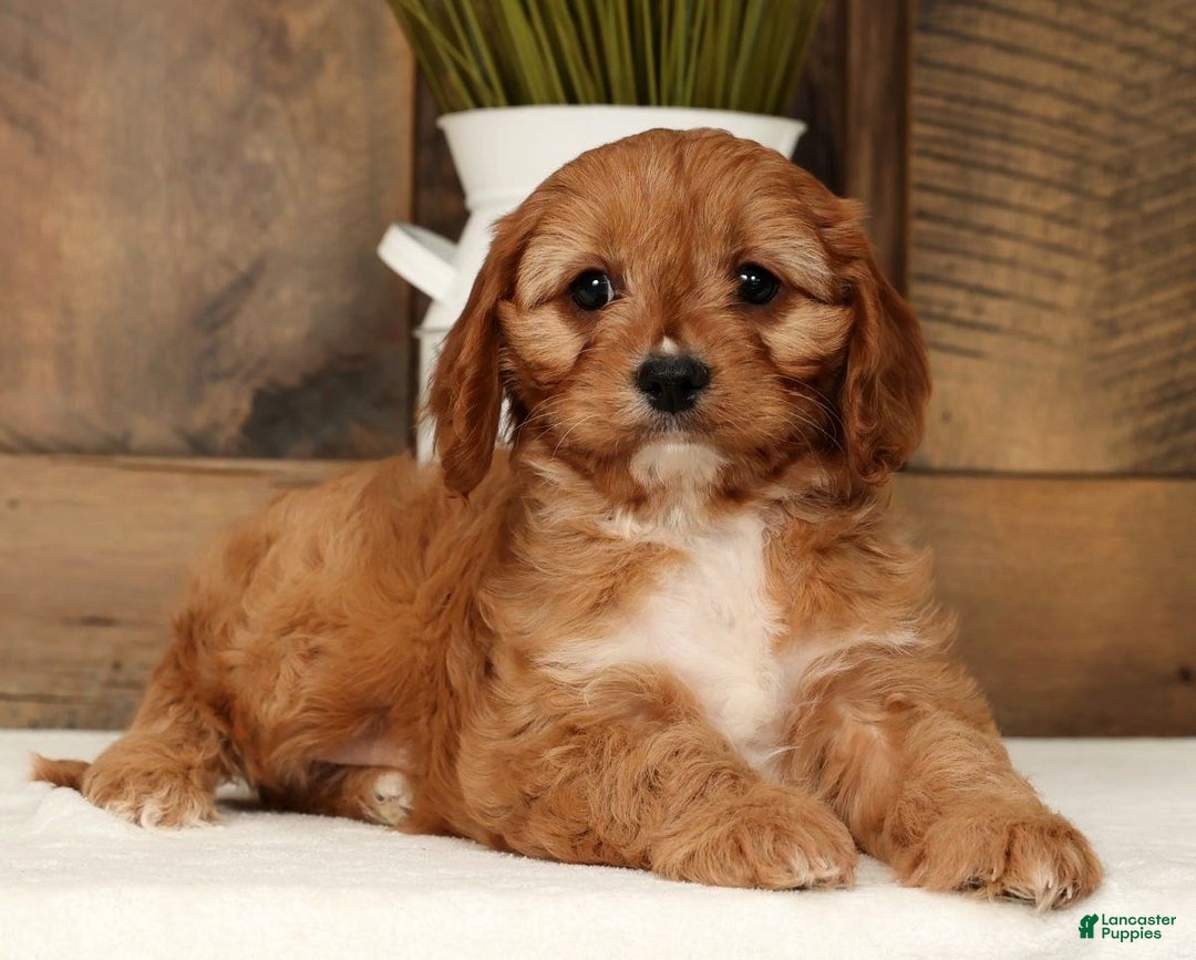 Cavapoo dogs for sale: Carla - Ad 7