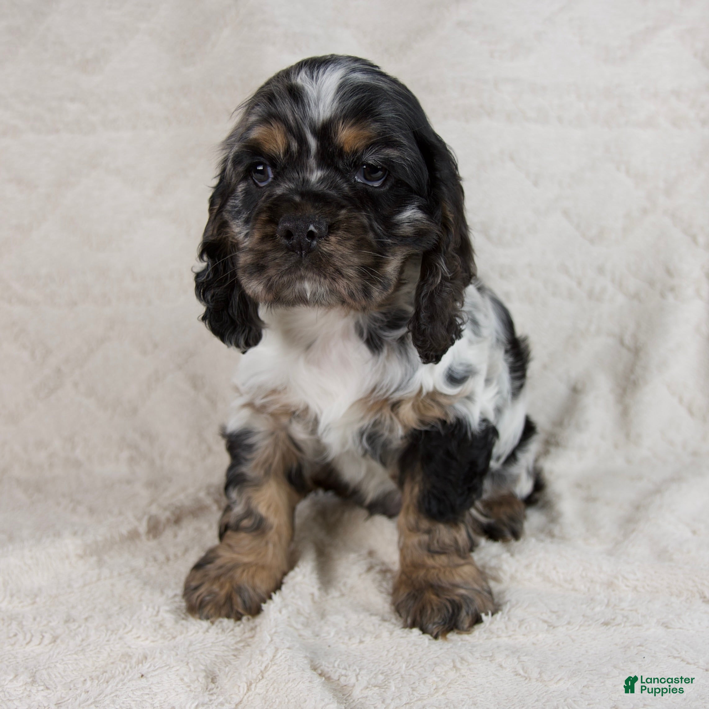 Cocker Spaniel dogs Diamond - Ad 1