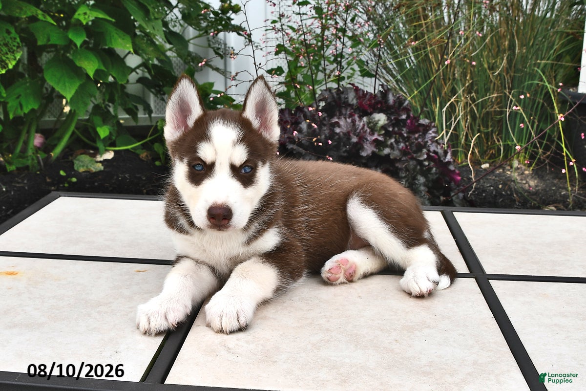Siberian Husky dogs Aspen - Ad 2