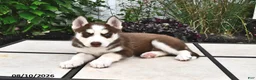 Siberian Husky dogs for sale: Aspen - Ad 2