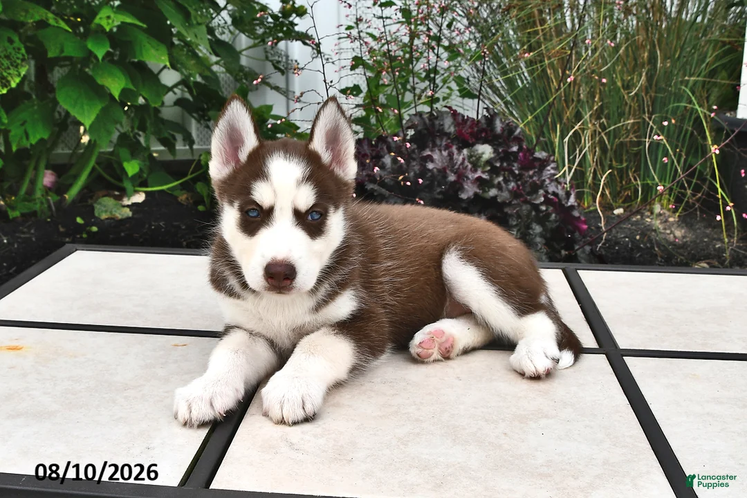 Siberian Husky dogs for sale: Aspen - Ad 2