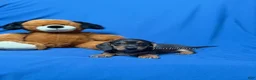 Miniature Dachshund dogs for sale: Smooth coat black & tan male AKC  - Ad 7