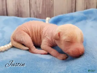 Mixed Breed dogs Justin - Ad 6