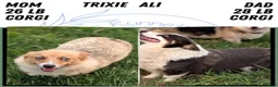 Welsh Corgi Pembroke dogs for sale: Jagger - Ad 10