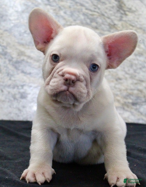 French Bulldog dogs Rambo - Ad 2