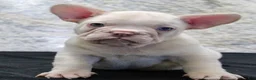 French Bulldog dogs for sale: Rambo - Ad 2