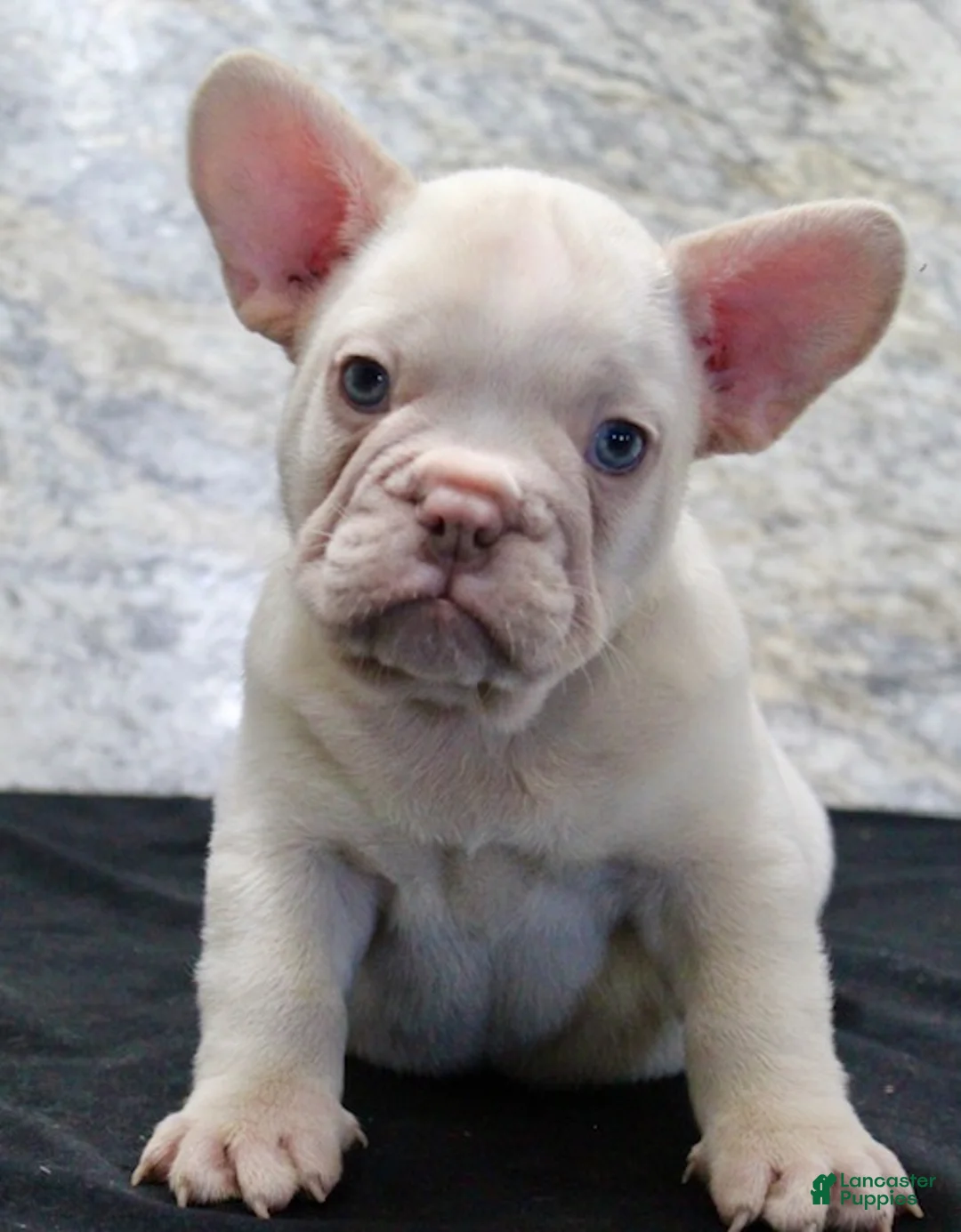 French Bulldog dogs for sale: Rambo - Ad 2