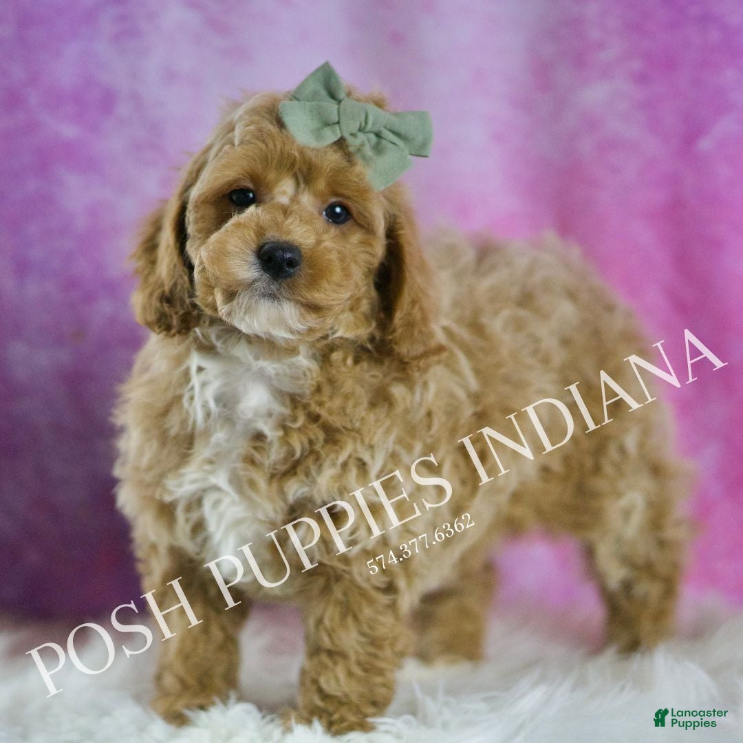 Miniature Poodle dogs for sale: Churro - Ad 1