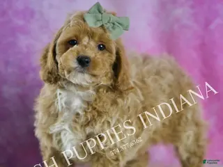 Miniature Poodle dogs Churro - Ad 25