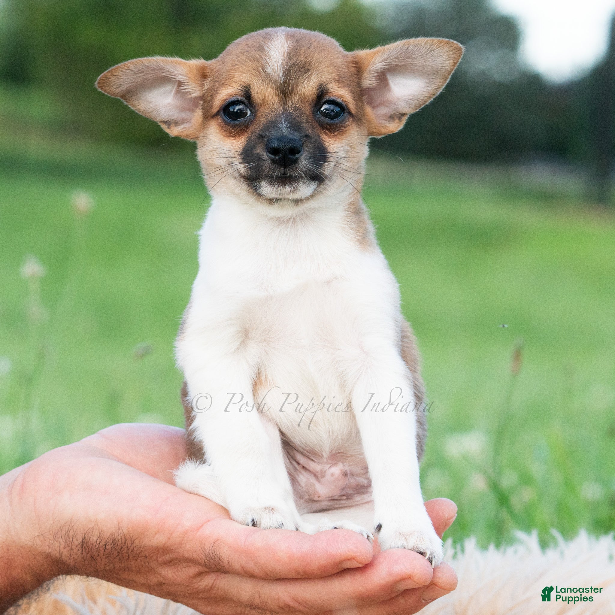 Chihuahua dogs Pascal - Ad 5