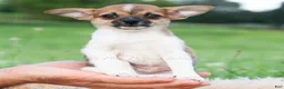 Chihuahua dogs for sale: Pascal - Ad 1