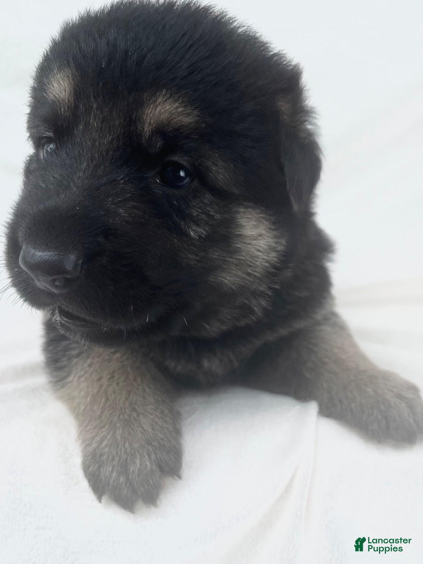German Shepherd dogs Ranger - Ad 2
