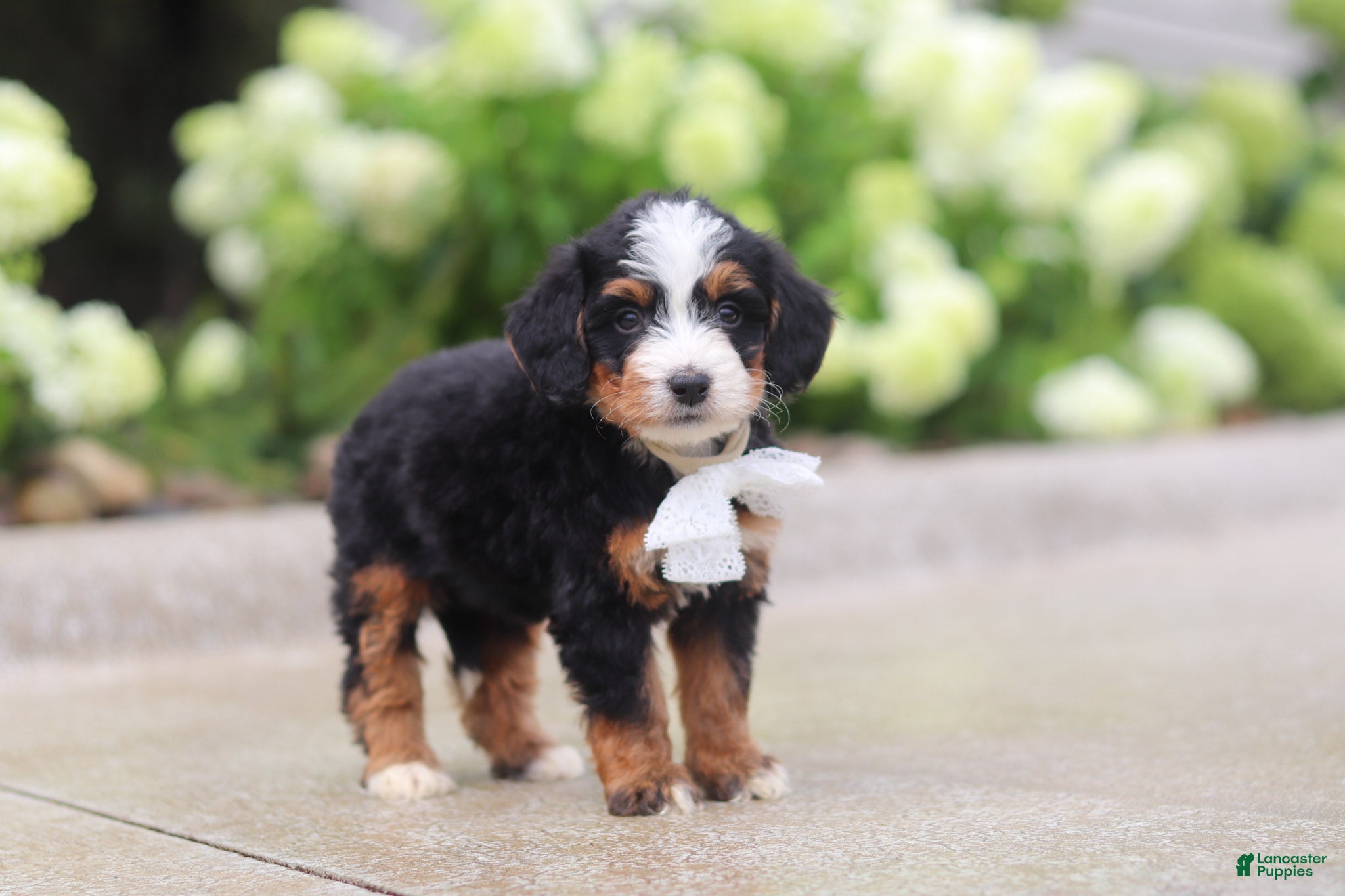 Mini Bernedoodle dogs Onyx - Ad 2
