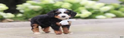 Mini Bernedoodle dogs for sale: Onyx - Ad 2