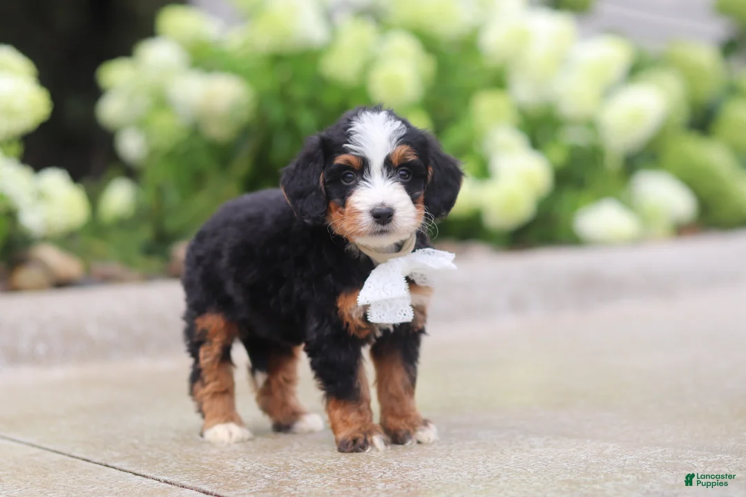 Mini Bernedoodle dogs for sale: Onyx - Ad 2