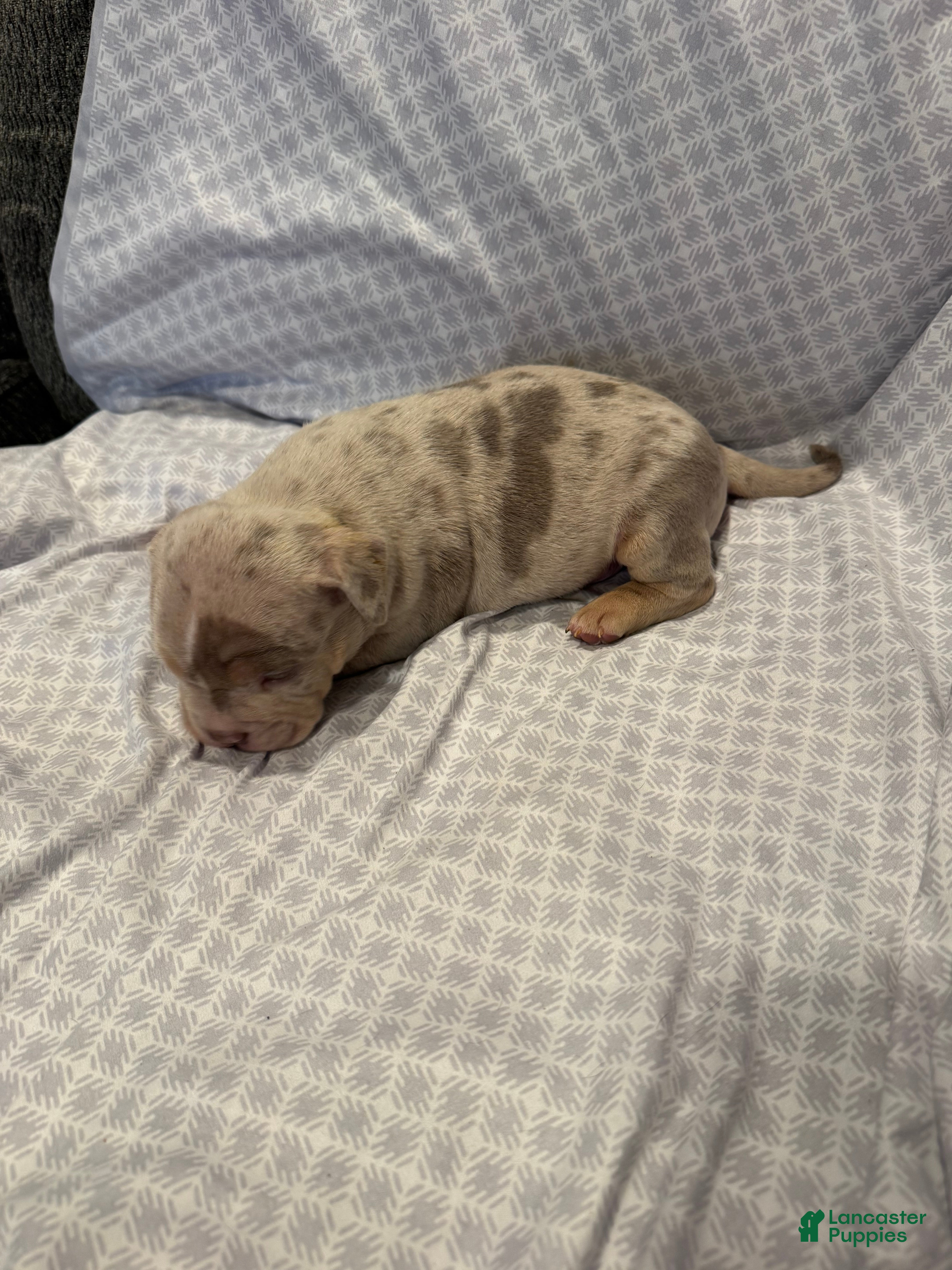 American Bully dogs American Bully Puppy 4 - Ad 2