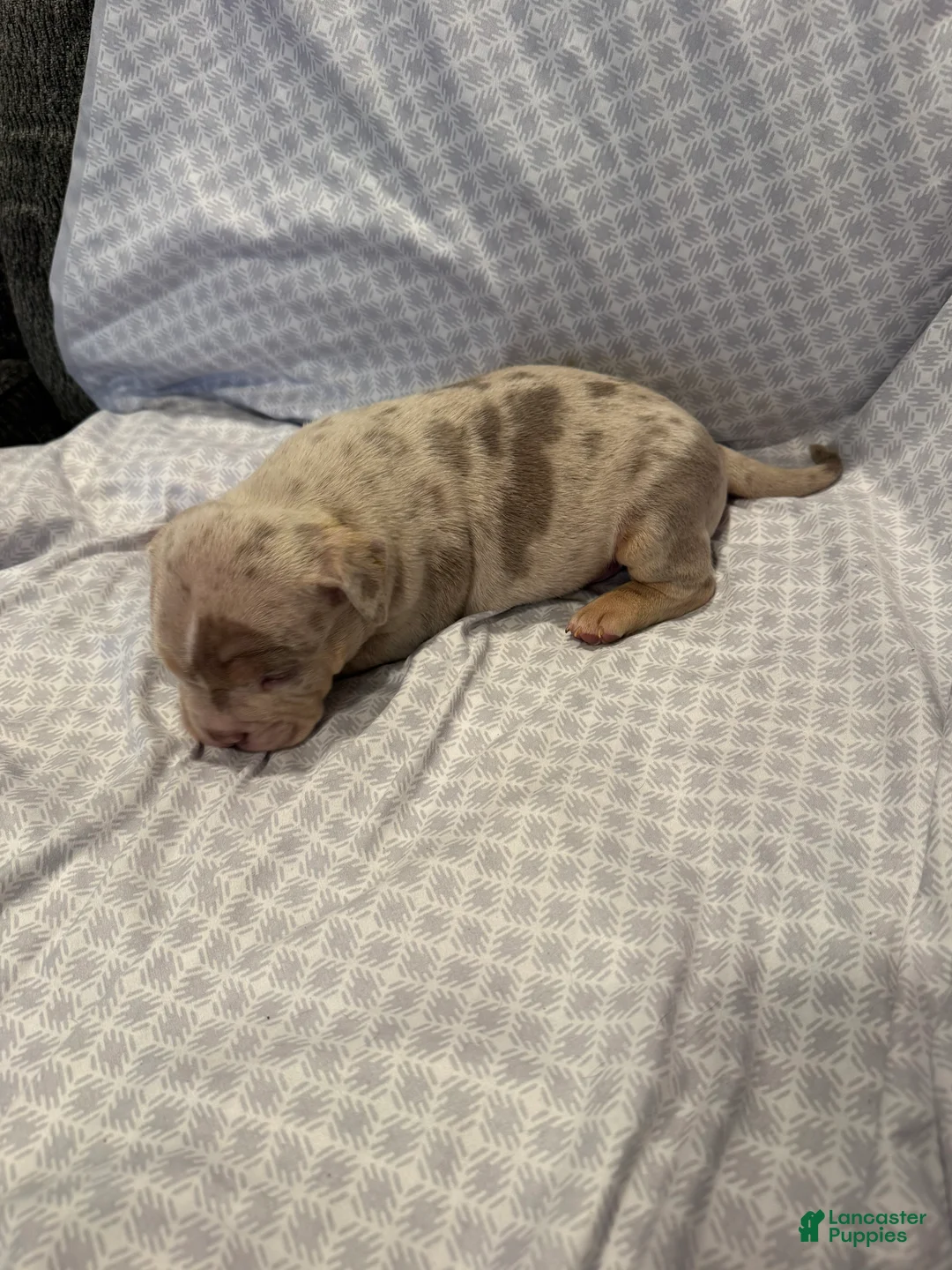 American Bully dogs for sale: American Bully Puppy 4 - Ad 2