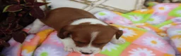Miniature Dachshund dogs for sale: Mitch - Ad 5