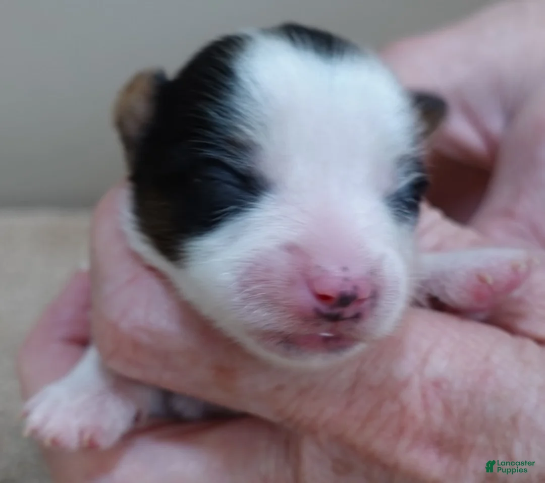 Yorkshire Terrier dogs for sale: Tansy - Ad 6