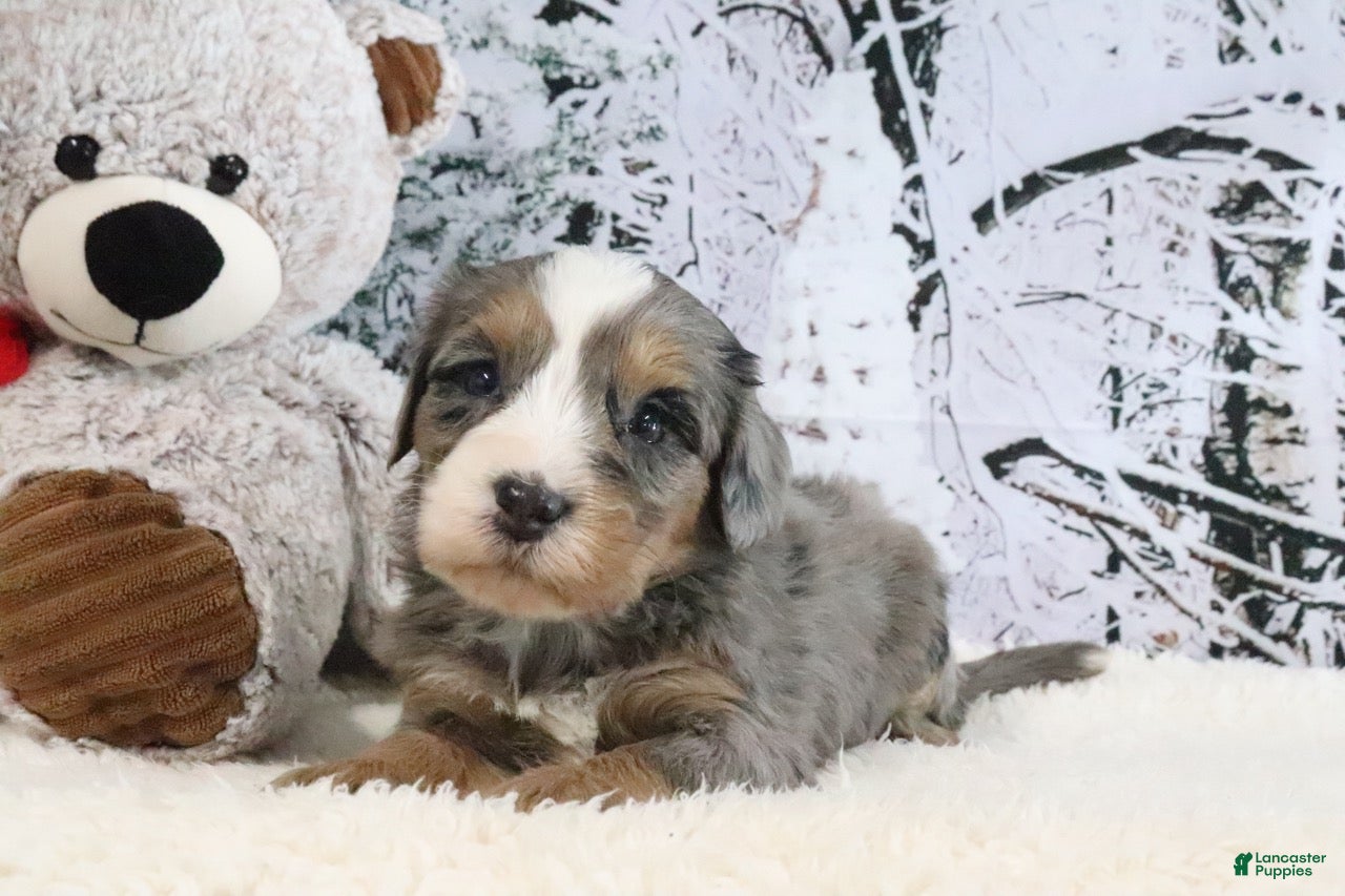 Bernedoodle dogs Sunshine - Ad 41